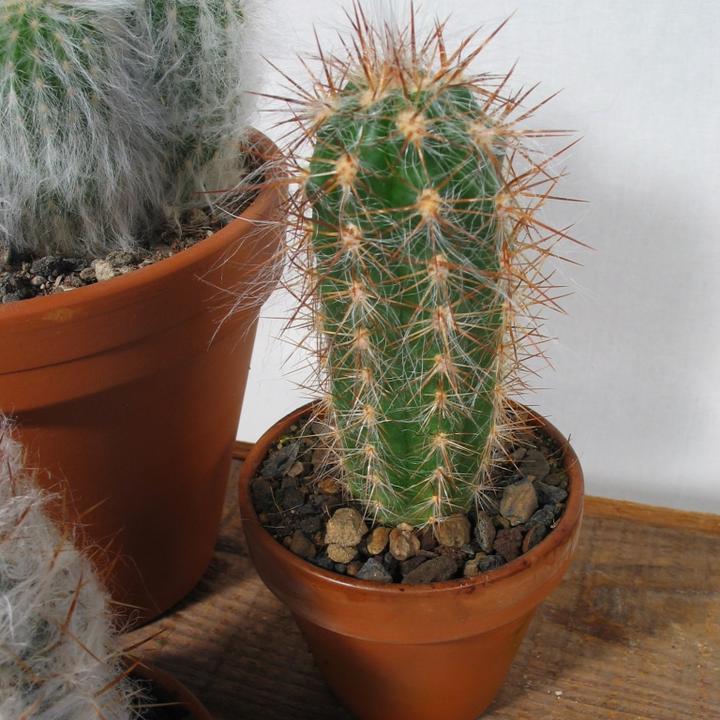 Immagine prodotto Kakteen Gautschi Vecchi pelosi (20 cm)