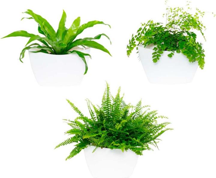 Produktbild CitySens 3er-Pack Wand Pflanzengefäss (9 cm)