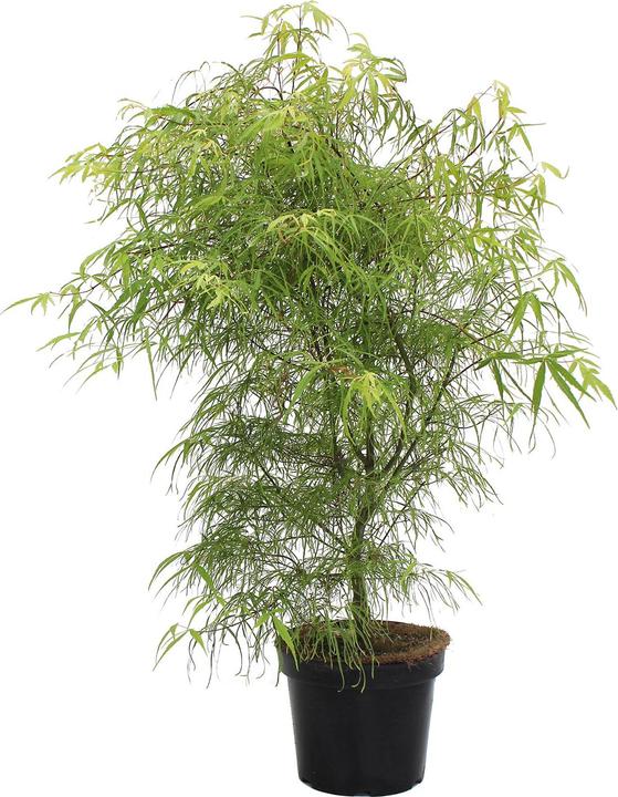 Produktbild Zulauf Japanischer Fächer-Ahorn / Acer palmatum 'Koto-No-Ito' (80 cm)