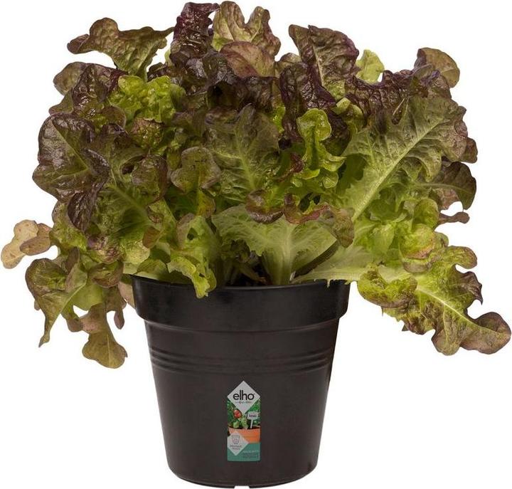 Produktbild Elho Pflanzgefäss (11 cm)