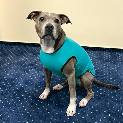 Produktbild PerAnimal Hunde Body Rüde (Hundemantel)
