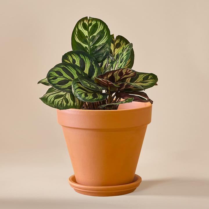 Produktbild Mary and Plants Calathea Makoyana mit Terrakotta Topf (25 cm)