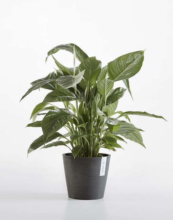 Image du produit Ecopots Amsterdam (30 cm)