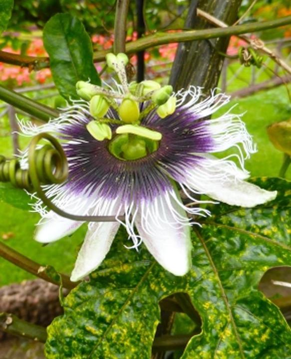 Image du produit Tropica Maracuja pourpre (Passiflora edulis Purple Giant) (Graines de plantes)