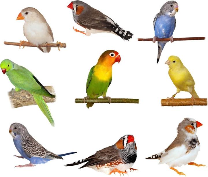 Immagine prodotto Pet Homes Gabbia per pappagalli FLIGHT ARENA