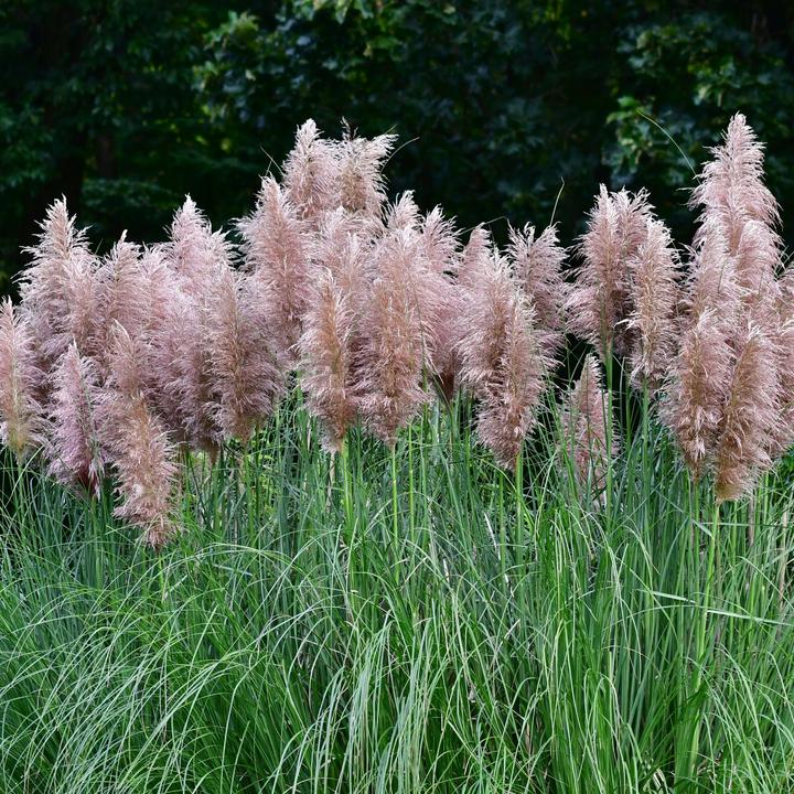 Actual product image Plant in a Box Cortaderia selloana - Set of 6 pampas grasses (25 cm)
