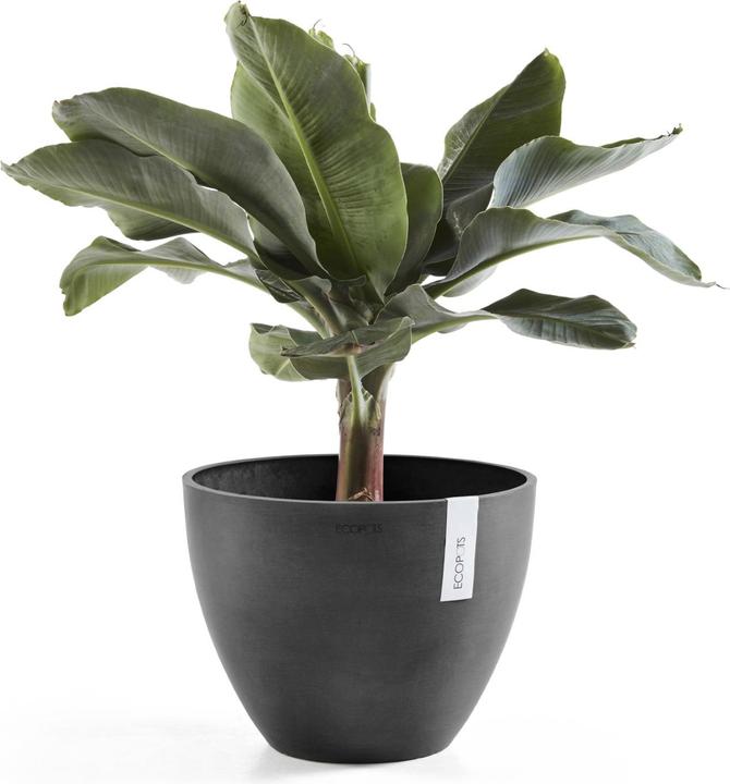 Image du produit Ecopots Anvers (50 cm)