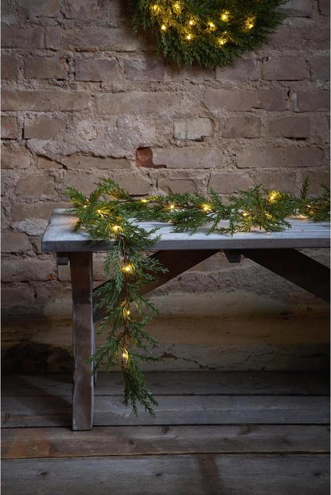 Produktbild Star Trading Thuja