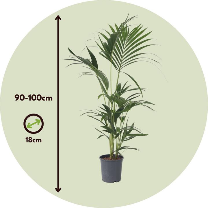 Immagine prodotto Plant in a Box Howea Forsteriana - Palma Kentia (100 cm)