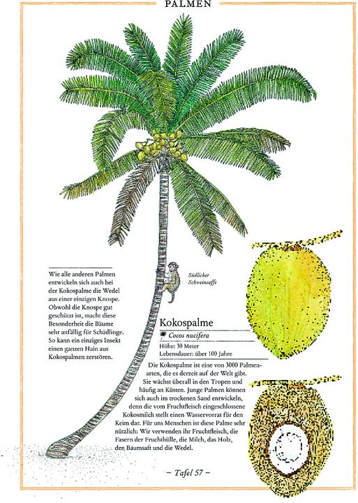 Produktbild Birke, Buche, Baobab (Deutsch, Virginie Aladjidi, 2013)