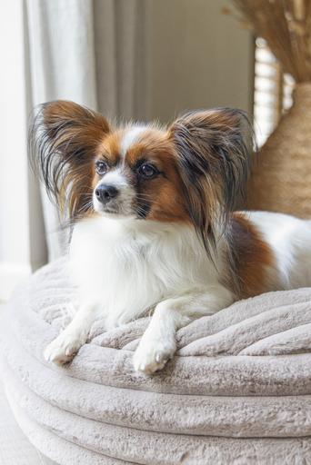 Productafbeelding Designed by Lotte Reza ligkussen (Hond)