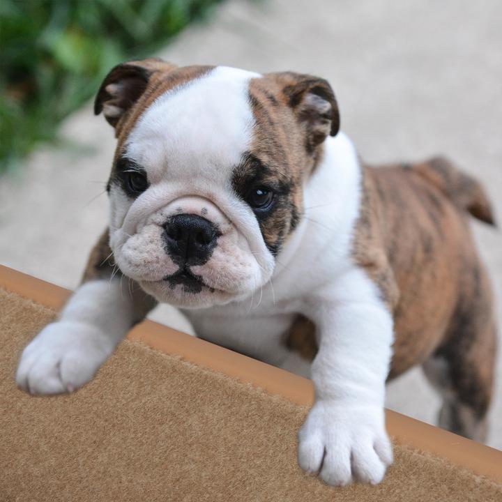 Actual product image Relaxdays Dog Stairs, 4 Steps (Dog, Foldable)