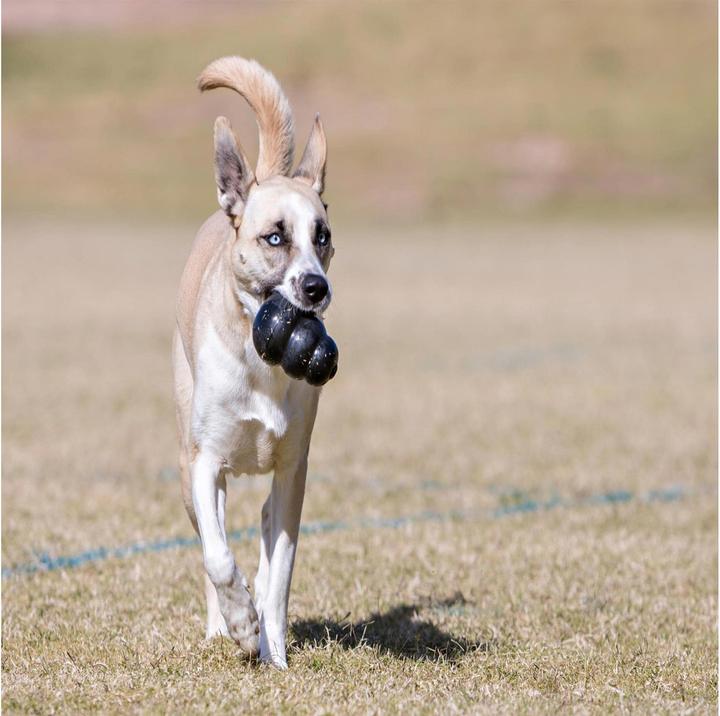 Actual product image KONG Extreme (Retrieval, Dog food toy, Dog chew toy)