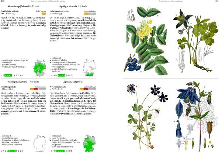 Immagine prodotto Die Flora von Deutschland. Alle heimischen Arten. (Tedesco, Oliver Tackenberg, 2022)