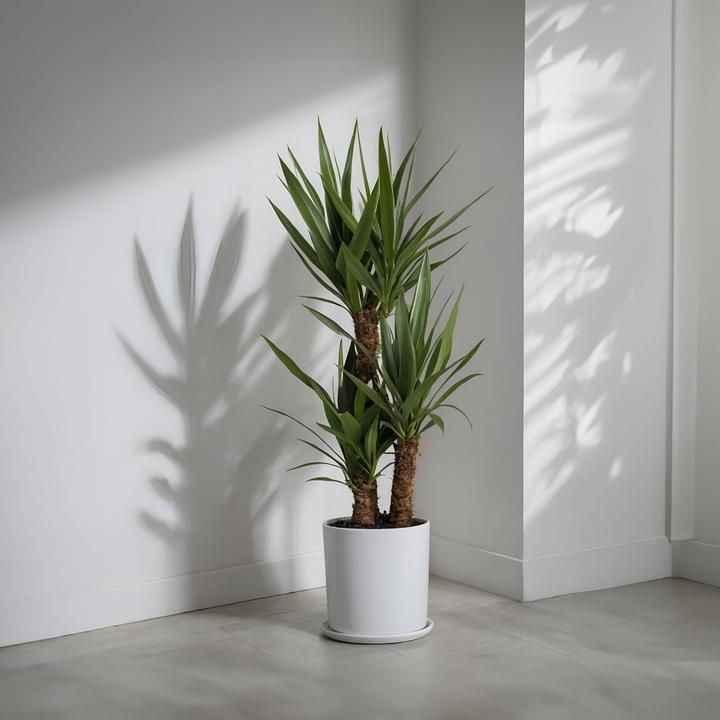 Immagine prodotto Plant in a Box Yucca Elephantipes - Palmlelie (70 cm)