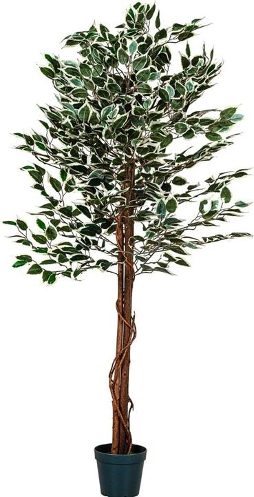 Produktbild Plantasia Ficus Benjamin (190 cm)