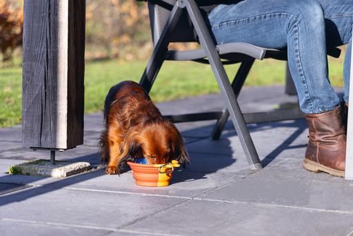 Image du produit Beeztees Écuelle de voyage pour chien (0.75 l)