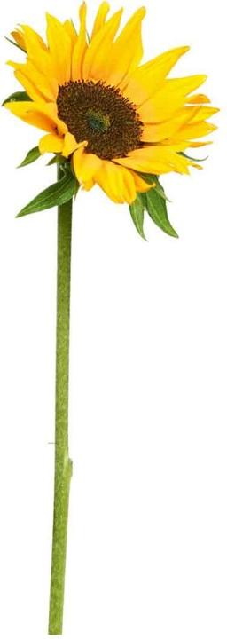 Actual product image Trenddeko Sunflower single (25 x 72 cm)