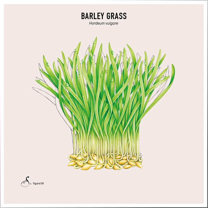 Actual product image Sekoya Barley Grass | Acid-base balance (90 Piece, Capsules)