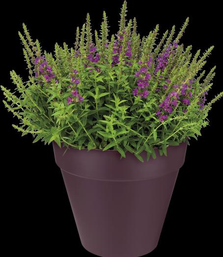 Produktbild Elho Loft Urban (20 cm)