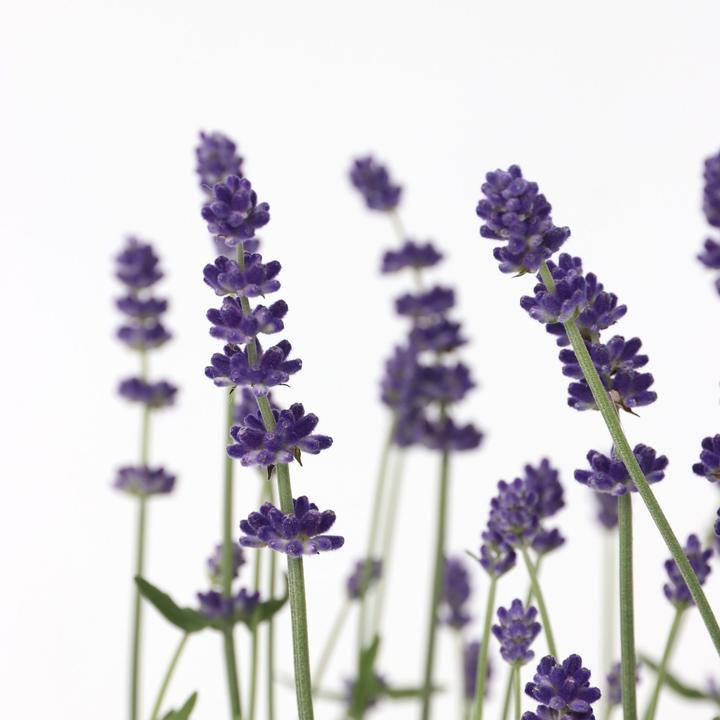 Produktbild Plant in a Box Lavandula angustifolia - 12er Set (15 cm)