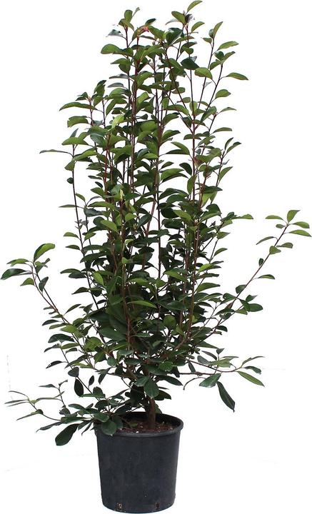 Immagine prodotto Zulauf Glanzmispel / Photinia f. 'Red Robin' (150 cm)