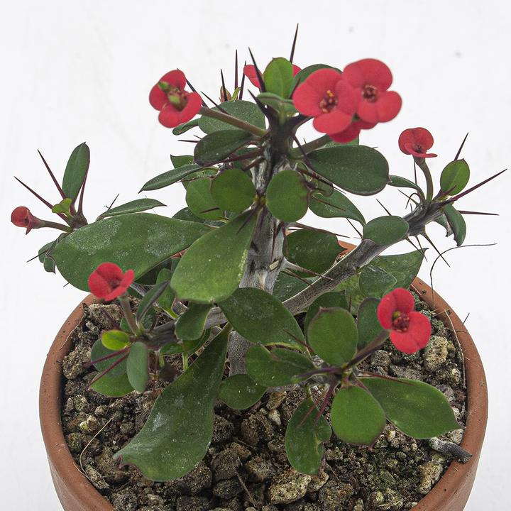 Image du produit Kakteen Gautschi Euphorbia milii Set (25 cm)