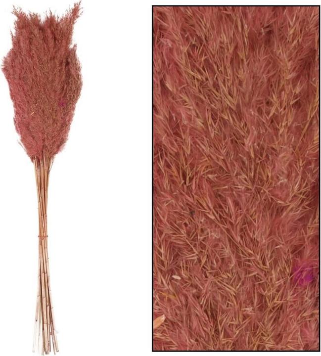 Produktbild Dijk Pfahlrohr - Arundo donax (Trockenblumen)