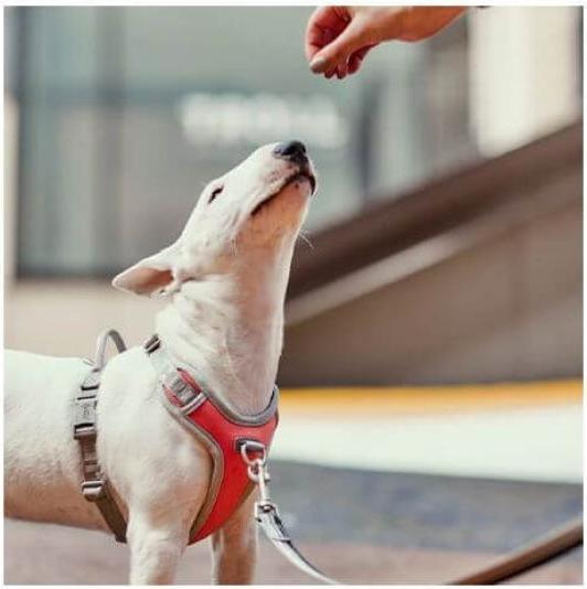 Produktbild Hurtta Geschirr Venture No-Pull, 60-80, Grau (60, 62, 68, 80, Hund, Allgemein)