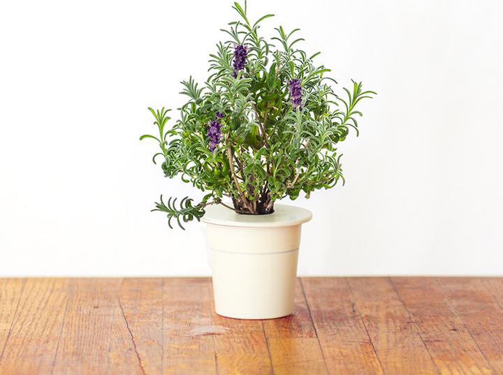 Actual product image Click and Grow Lavender (Herb seeds)