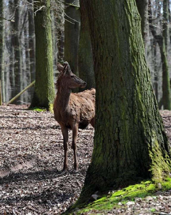Produktbild Schnelle Wildgerichte - Das Wild Kochbuch (Deutsch, Markus Bitzen, 2021)
