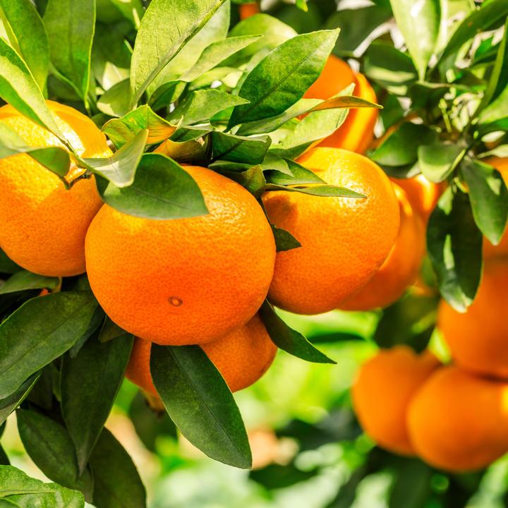 Actual product image Plant in a Box Citrus calamondin, citrus limon, ficus carica, olea - set of 4 Mediterranean fruit trees (25 cm)