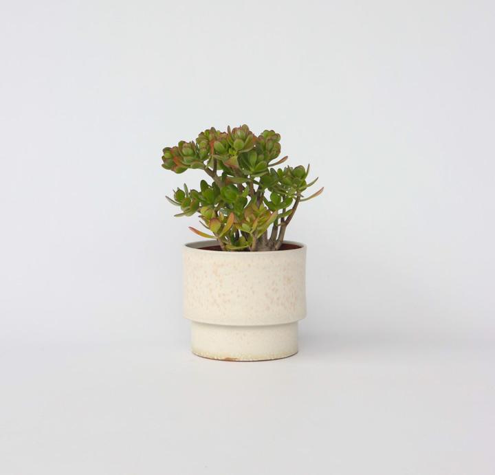 Actual product image Plant in a Box Crassula ovata Minor - Jade plant (45 cm)