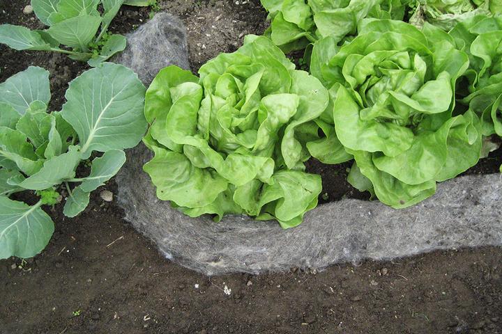 Produktbild GardenWool Schneckenbremse