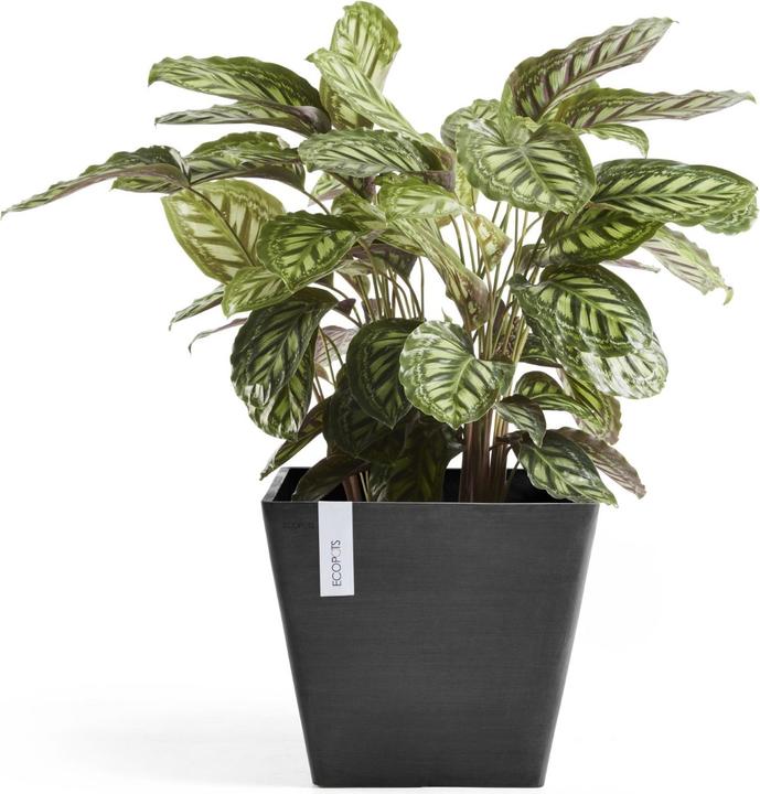 Actual product image Ecopots Rotterdam (40 cm)