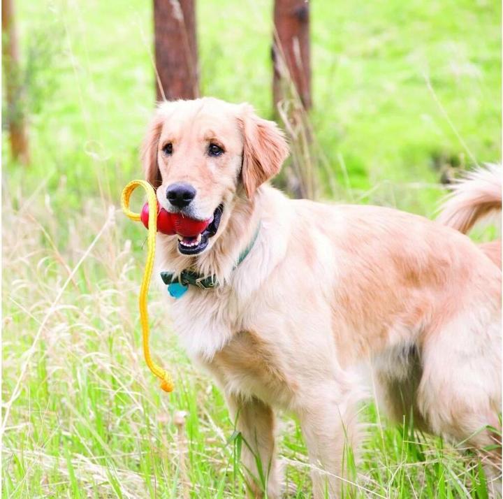 Produktbild KONG Hunde-Spielzeug Classic Rope XL (Apportieren)