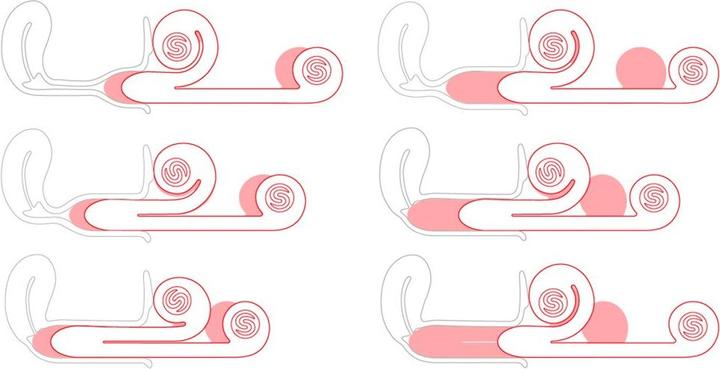 Actual product image Snail Vibe Duo vibrator