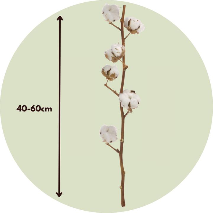 Immagine prodotto Plant in a Box Ramo di cotone - (40 cm)