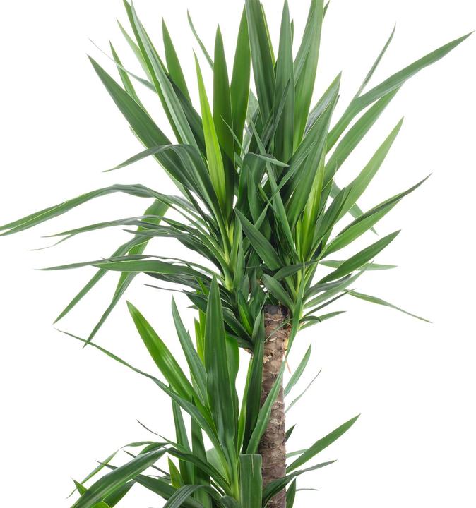 Produktbild Novidarte Künstliche Yucca Palme (75 cm)