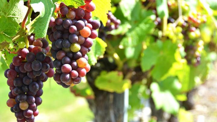 Degustazione di vini per due