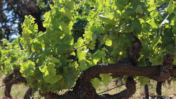 Immagine prodotto Degustazione di vini per due