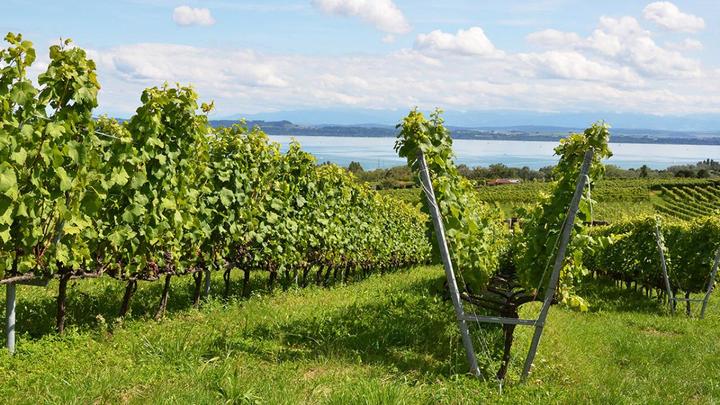 Immagine prodotto Degustazione di vini per due