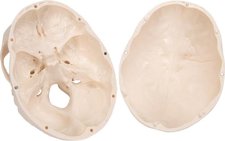 Produktbild 3B Scientific Fetus Schädel Modell, auf Stativ