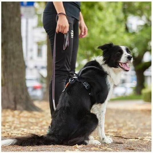 Actual product image Non-Stop Dogwear Move Leash Purple L (L, Dog, General, Work, Pushbike, Dog sport)