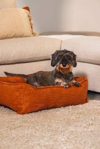 Productafbeelding Designed by Lotte Geribbeld (Hond)
