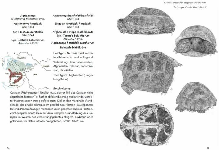 Actual product image Die Haltung der Steppenschildkröten Agrionemys horsfieldii (German, Ude barrel, 2013)