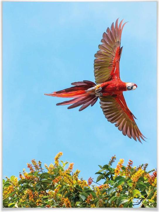 Produktbild Trenddeko Colombo – Papagei im Flug (80 x 100 cm)