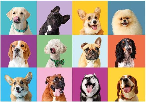 Actual product image Clementoni Puzzle Hunde Teilen (300 pieces)