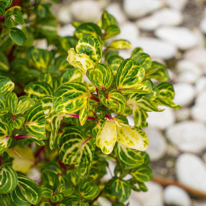 Produktbild Plant in a Box Iresine Herbstii - Blutblatt (20 cm)