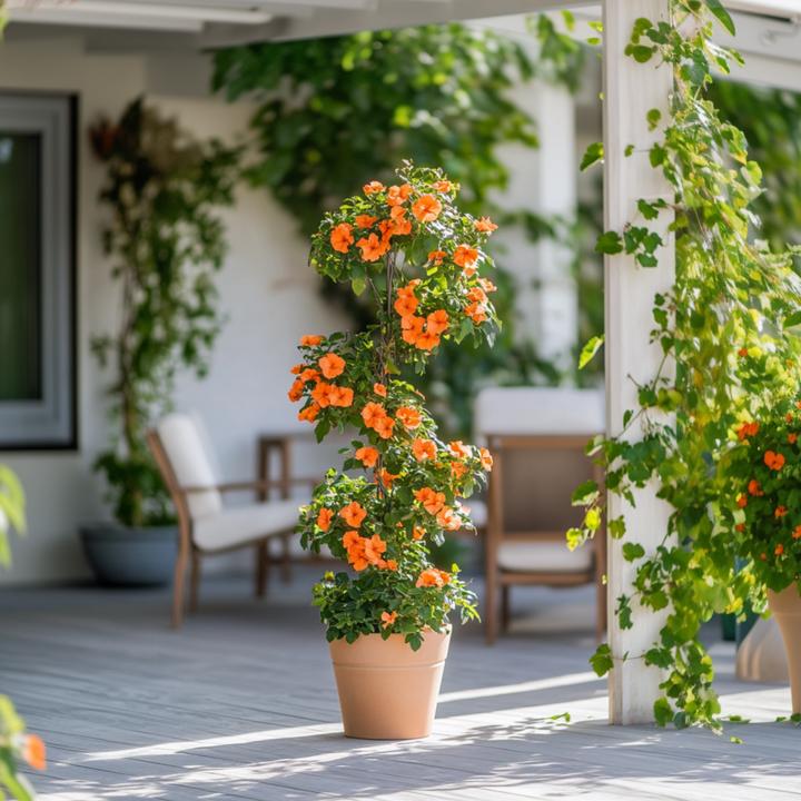 Image du produit Plant in a Box Thunbergia alata 'New Orange' - Lot de 3 Susanna aux yeux noirs (25 cm)